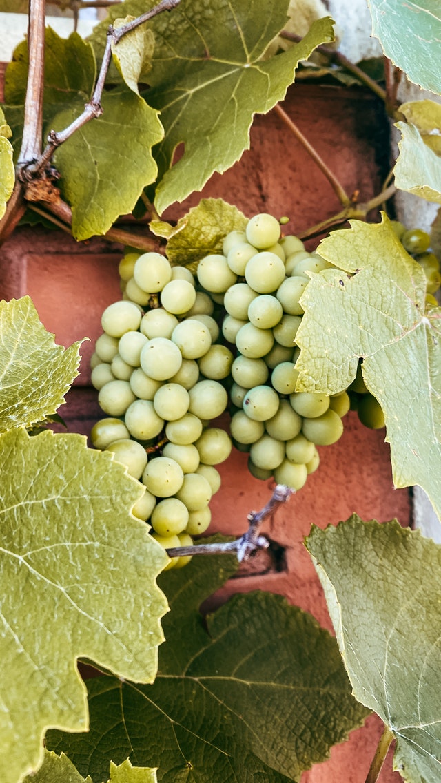 Découvrez nos vignerons