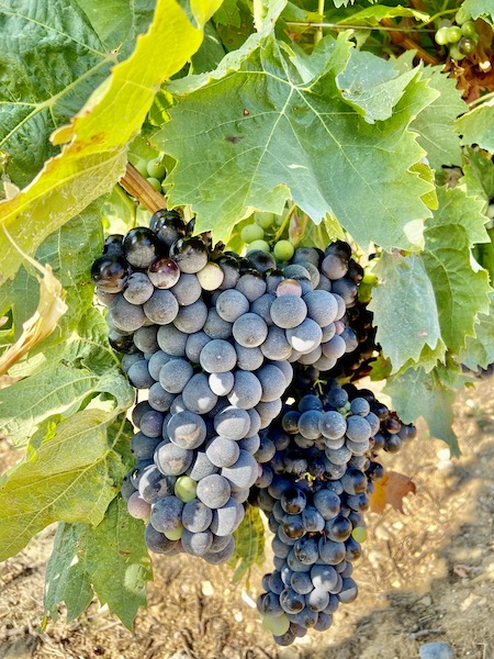 Vignes et raisins cellier des demoiselles