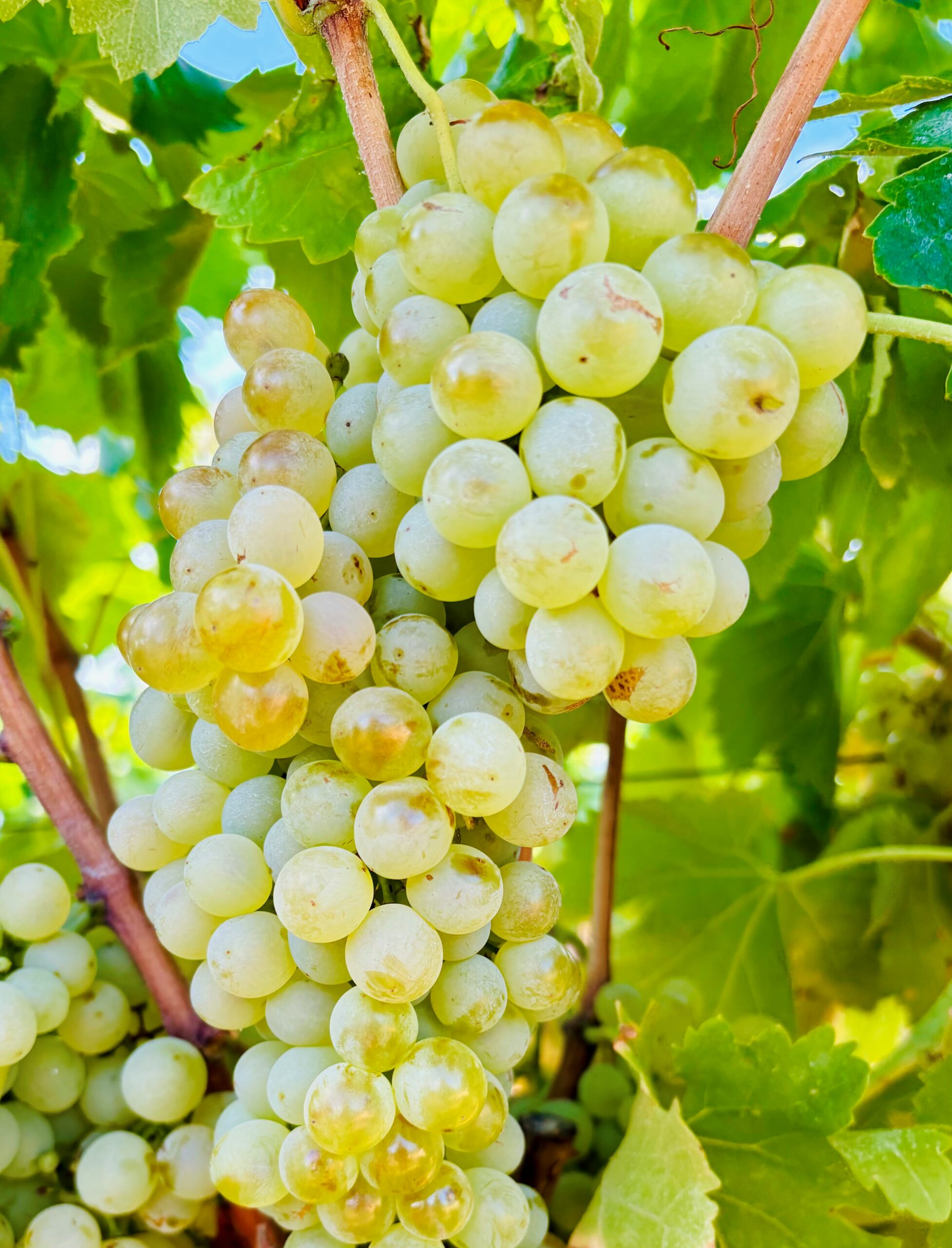 Découvrez nos vignerons